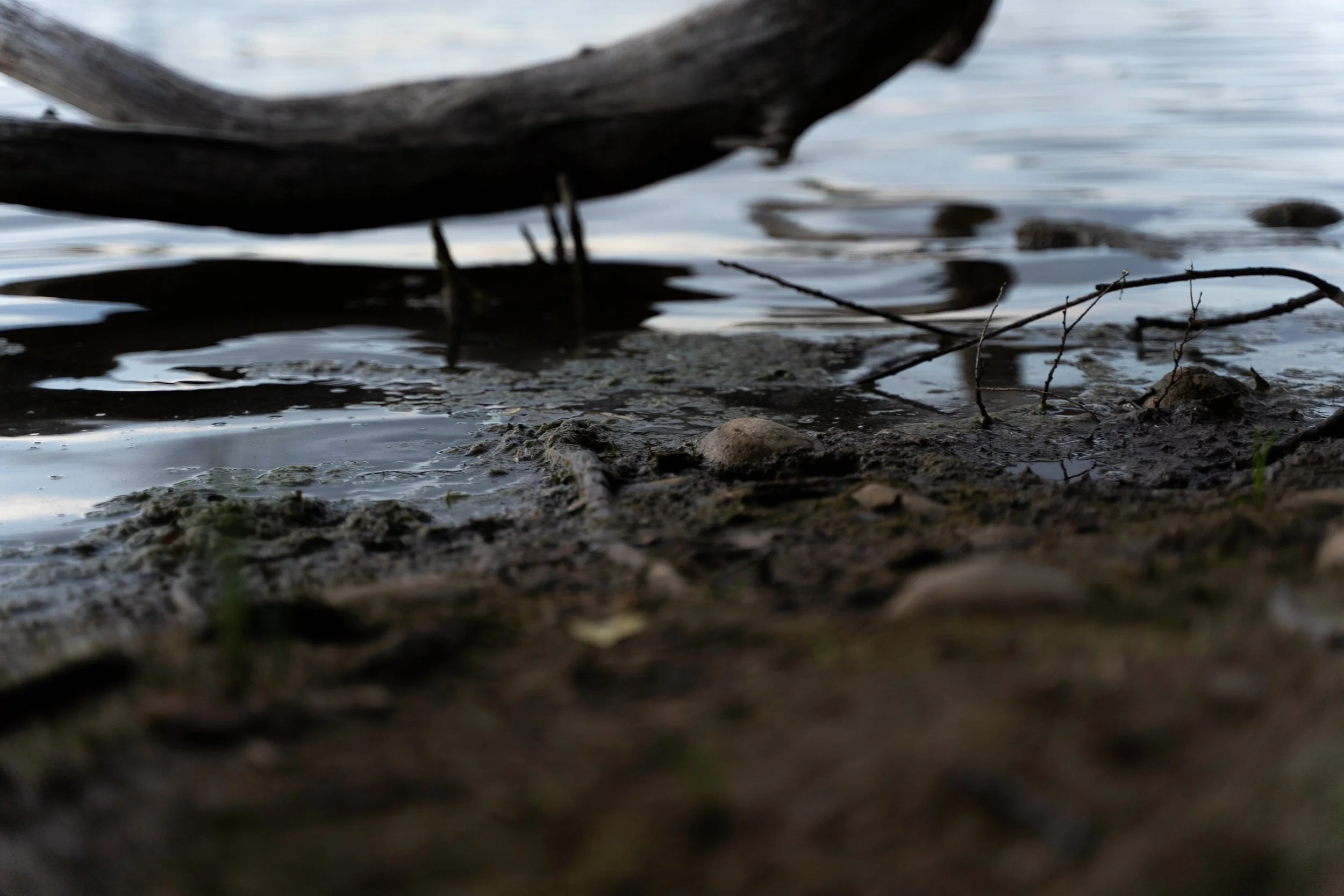 Driftwood resting in shallow water at the edge of a creek.