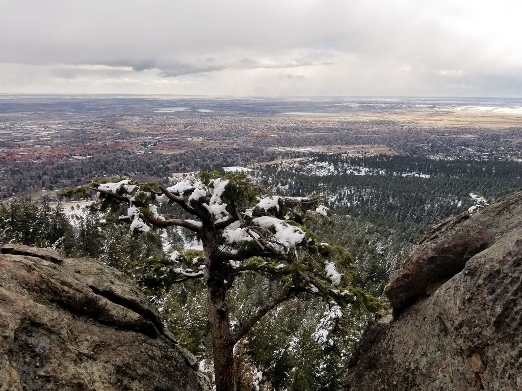 The Front Range plains seen from a rocky foothills overlook, a wind-shaped pine in the foreground.